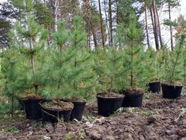 саженцы хвойных деревьев для лесовосстановления, выращенные в закрытой корневой системе